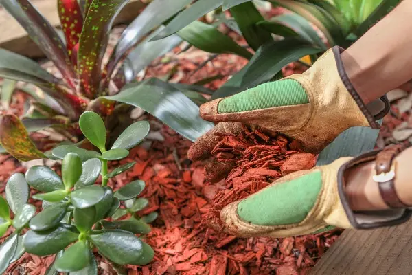Pineda Landscaping's Other Services
