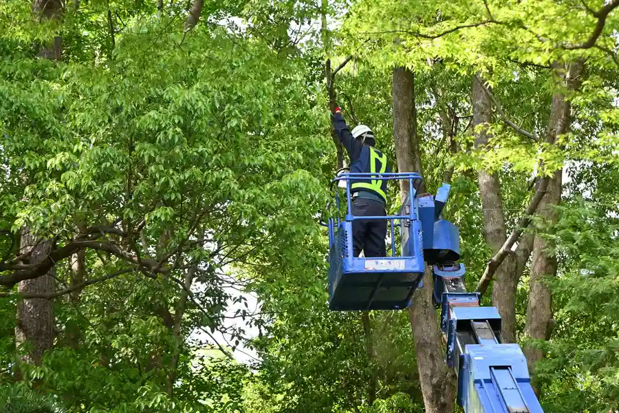 Expert Tree Services Brentwood, NY