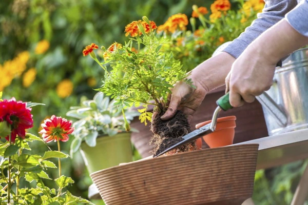 How Gardening Services Improve Soil Health in Brentwood, NY