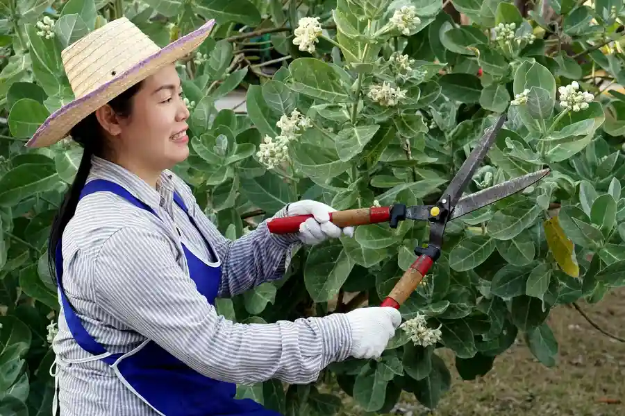 Local Gardening Services Brentwood, NY