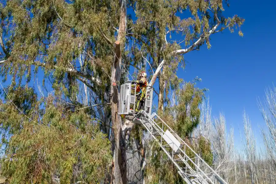Signs You Need Professional Tree Services Brentwood, NY