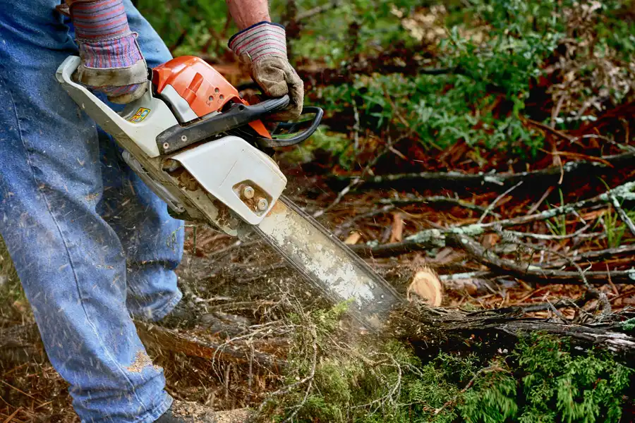 Signs You Need Professional Tree Services in Brentwood, NY