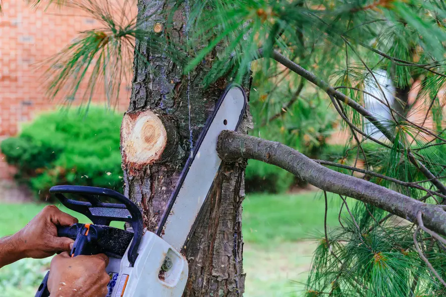 The Role Of Tree Services In Storm Preparation Brentwood, NY